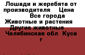Лошади и жеребята от производителя. › Цена ­ 120 - Все города Животные и растения » Другие животные   . Челябинская обл.,Куса г.